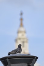 Feral pigeon (Columba livia domestica) adult bird on a street lamp with the Dome of St. Pauls
