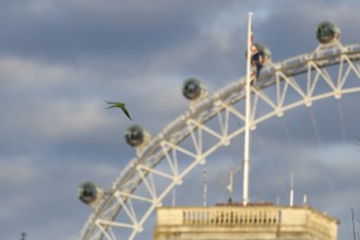The London Eye wheel with a parakeet bird flying in front, City of London, England, United Kingdom