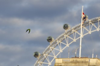 The London Eye wheel with a parakeet bird flying in front, City of London, England, United Kingdom