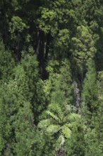 Dense forest with tree fern, Lagoa Azul, Sete Cidades, SÃ£o Miguel, Azores, Portugal