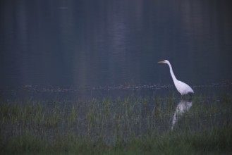 Great White Egret foraging, Lagoa Verde, Sete Cidades, SÃ£o Miguel, Azores, Portugal