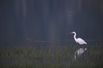 Great White Egret foraging, Lagoa Verde, Sete Cidades, SÃ£o Miguel, Azores, Portugal