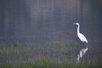 Great White Egret foraging, Lagoa Verde, Sete Cidades, SÃ£o Miguel, Azores, Portugal