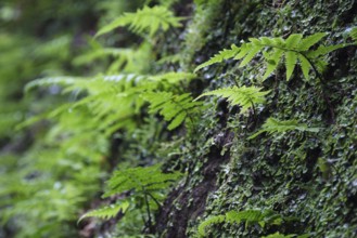 Worm fern, Ribeira Grande, SÃ£o Miguel, Azores, Portugal