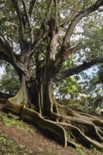 Moreton Bay fig (Ficus macrophylla), Jardim Botanico JosÃ© do Canto, Ponta Delgada, SÃ£o Miguel,