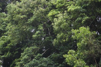 Dense forest, Ribeira Grande, SÃ£o Miguel, Azores, Portugal