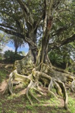 Moreton Bay fig (Ficus macrophylla), Jardim Botanico JosÃ© do Canto, Ponta Delgada, SÃ£o Miguel,