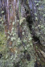 Lichens and mosses on a tree trunk, Sete Cidades, SÃ£o Miguel, Azores, Portugal