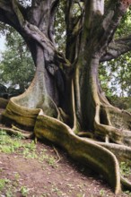 Moreton Bay fig (Ficus macrophylla), Jardim Botanico JosÃ© do Canto, Ponta Delgada, SÃ£o Miguel,