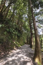 Hiking trail lined with Cryptomeria japonica, SÃ£o Miguel, Azores, Portugal