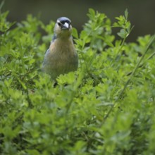 Azores chaffinch (Fringilla moreletti), SÃ£o Miguel, Azores, Portugal