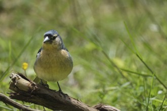 Azores chaffinch (Fringilla moreletti), SÃ£o Miguel, Azores, Portugal