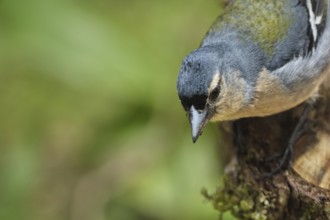 Azores chaffinch (Fringilla moreletti), SÃ£o Miguel, Azores, Portugal