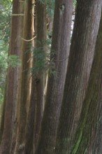 Cryptomeria japonica, SÃ£o Miguel, Azores, Portugal