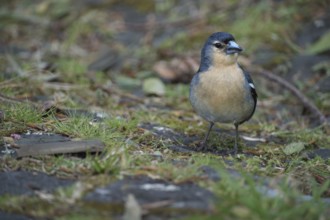 Azores chaffinch (Fringilla moreletti), SÃ£o Miguel, Azores, Portugal
