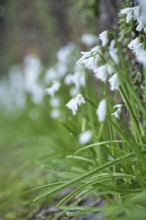 Bluebell, SÃ£o Miguel, Azores, Portugal
