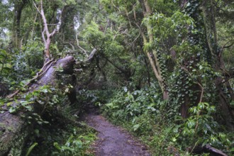 Dense forest, SÃ£o Miguel, Azores, Portugal