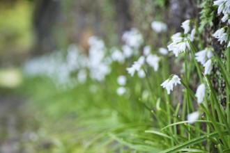 Bluebell, SÃ£o Miguel, Azores, Portugal