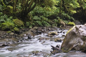 Torrent, Salto do Cabrito waterfall, SÃ£o Miguel, Azores, Portugal