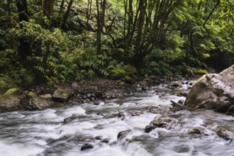 Torrent, Salto do Cabrito waterfall, SÃ£o Miguel, Azores, Portugal