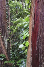 View through two Cryptomeria japonica trees, SÃ£o Miguel, Azores, Portugal