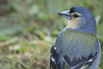 Azores chaffinch (Fringilla moreletti), SÃ£o Miguel, Azores, Portugal