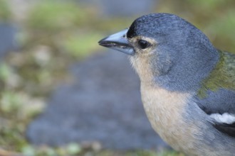 Azores chaffinch (Fringilla moreletti), SÃ£o Miguel, Azores, Portugal