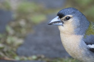 Azores chaffinch (Fringilla moreletti), SÃ£o Miguel, Azores, Portugal
