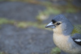 Azores chaffinch (Fringilla moreletti), SÃ£o Miguel, Azores, Portugal