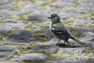 Azores chaffinch (Fringilla moreletti), SÃ£o Miguel, Azores, Portugal