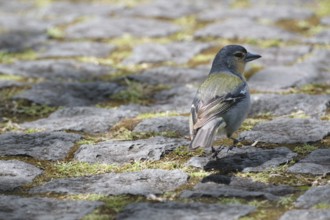 Azores chaffinch (Fringilla moreletti), SÃ£o Miguel, Azores, Portugal