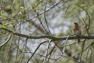 Singing robin, SÃ£o Miguel, Azores, Portugal