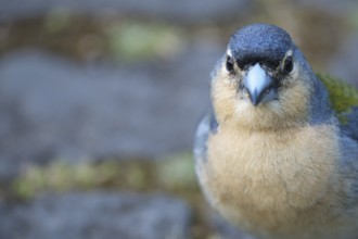 Azores chaffinch (Fringilla moreletti), SÃ£o Miguel, Azores, Portugal