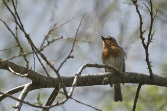 Singing robin, SÃ£o Miguel, Azores, Portugal