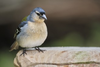Azores chaffinch (Fringilla moreletti), SÃ£o Miguel, Azores, Portugal