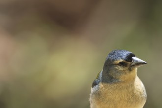 Azores chaffinch (Fringilla moreletti), SÃ£o Miguel, Azores, Portugal