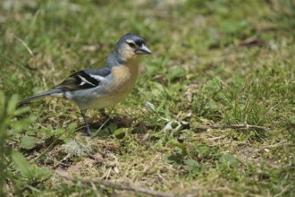 Azores chaffinch (Fringilla moreletti), SÃ£o Miguel, Azores, Portugal