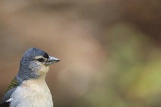 Azores chaffinch (Fringilla moreletti), SÃ£o Miguel, Azores, Portugal