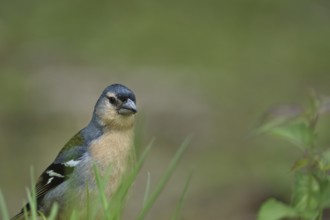 Azores chaffinch (Fringilla moreletti), SÃ£o Miguel, Azores, Portugal