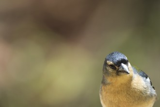 Azores chaffinch (Fringilla moreletti), SÃ£o Miguel, Azores, Portugal