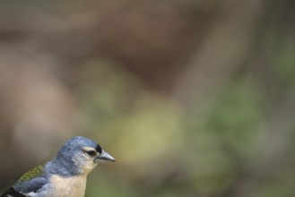 Azores chaffinch (Fringilla moreletti), SÃ£o Miguel, Azores, Portugal