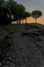 Stone path leading up a hill at sunset, bordered by a row of trees