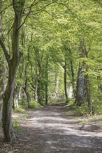 A quiet forest path lined with green leafy trees in spring, Meerbusch