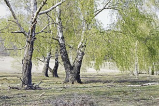Birches (Betula) in spring standing on a green meadow in a rural landscape, Krefeld