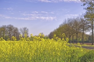 Yellow rape field under a blue sky, surrounded by trees and roads, Meerbusch