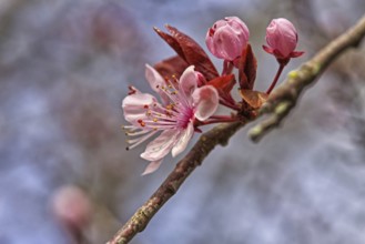 Pink cherry blossoms and buds on a branch in spring light, Krefeld