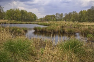 A tranquil lake landscape (De Wittsee) with grasses and a cloudy sky, Nettetal