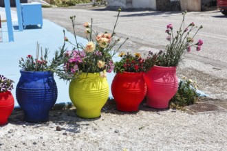Brightly coloured flower pots with carnations by the roadside, Akrotiri, Santorini, Cyclades,