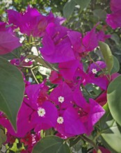 Close-up vibrant magenta bougainvillea flowers with small white centers, surrounded by lush green