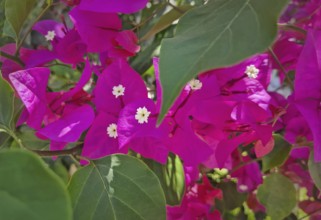 Closeup vibrant magenta bougainvillea flowers with small white centers, surrounded by lush green